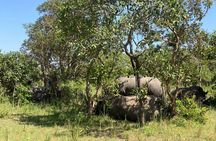 Ziwa Rhino Sanctuary Guided Walking Safari