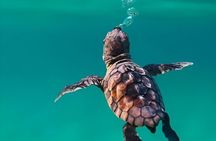 Sharm El Naga Full Day Snorkeling with Turtles & Lunch – Hurghada