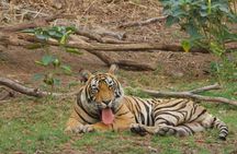 Golden Triangle Tour With Tiger Safari at Ranthambore 7 days