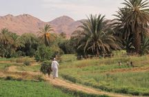 Taroudant and Tiout Oasis Day Trip from Agadir with Lunch
