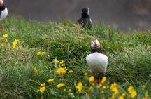 Puffin Watching and Gufufoss Waterfall Tour from Seydisfjordur