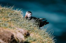 Westman Islands Volcano and World Largest Puffin Colony Tour