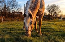Horseback Ride with Aperitif in the Hills of Pisa