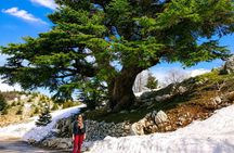 Private Full-Day Tour to Cedars, Baalbek and Ksara from Beirut