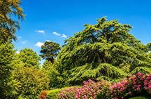 Private Full-Day Tour to Qadisha valley, Bcharre and Cedars of God from Beirut