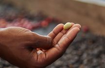 Experience Coffee Tour in San Cristobal, Galapagos.