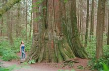 Ancient Trees of Vancouver Walking Tour