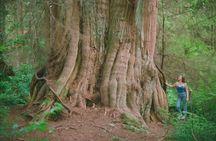 Ancient Trees of Vancouver Walking Tour