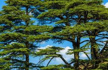 7-Day Cultural and Historic Lebanon Tour with Accommodation