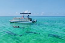 Private 3 Hours Dolphin Tour to Shell Island in Panama City Beach