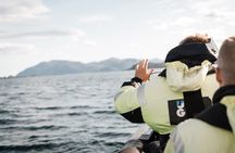 Coastal Safari by RIB from Ålesund