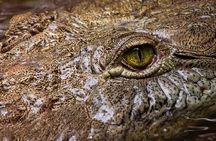 Mangrove tour, crocodiles , monkeys birds nature Boat or Kayak