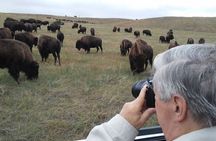Private Ultimate Open-Top Bison Safari in Custer State Park