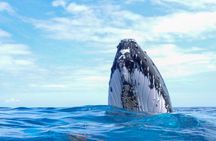 Respectful Whale Safari on Tahiti’s Wild Coast (12 Swimmers Max)