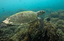 South Gili Lombok Snorkeling Tour Asahan Goleng Layar Gili Rengit