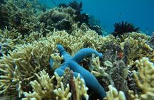 South Gili Lombok Snorkeling Tour Asahan Goleng Layar Gili Rengit