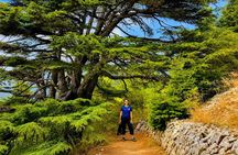 Private Baalbek, Ksara Winery & Chouf Cedars | Guided Tour