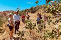 Tour and Tasting at an Old Bronte Pistachio Farm