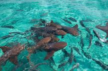 Caye Caulker Marine Reserve and South Channel Half Day Snorkeling