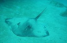 Caye Caulker Marine Reserve and South Channel Half Day Snorkeling