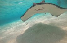 Caye Caulker Marine Reserve and South Channel Half Day Snorkeling