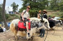 Shimla & Manali Himalayan Tour from Delhi