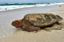 Desova of the Marine Turtles Careta-Careta