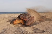 Desova of the Marine Turtles Careta-Careta