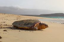 Desova of the Marine Turtles Careta-Careta