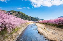 Kawazu Cherry Blossom Sightseeing Tour from Tokyo by Train