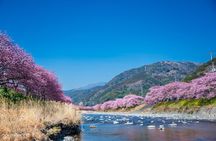 Kawazu Cherry Blossom Sightseeing Tour from Tokyo by Train