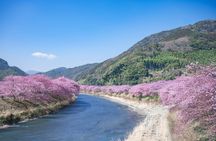 Kawazu Cherry Blossom Sightseeing Tour from Tokyo by Train
