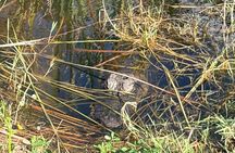 E-Bike Nature and Wildlife Adventure in the Everglades