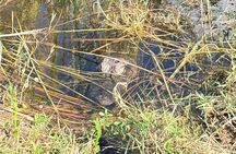 E-Bike Nature and Wildlife Adventure in the Everglades