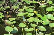 E-Bike Nature and Wildlife Adventure in the Everglades