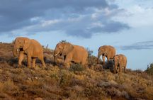Sanbona Wildlife Reserve return private transfers from Cape Town