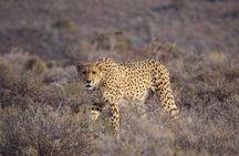 Sanbona Wildlife Reserve return private transfers from Cape Town