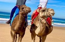 Tangier Private Tour from Tarifa with Ferry and Camel Ride