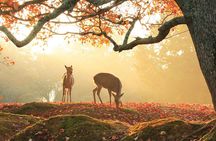 Nara Day Tour: Todai-ji, Kasuga Taisha & Sacred Deer Walk