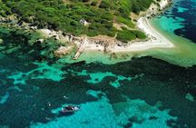 Dolphin watching tour in Luxury inflatable boat with skipper