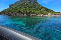 Dolphin watching tour in Luxury inflatable boat with skipper