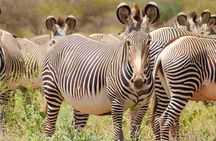 3 Days Safari Adventure to Samburu National Reserve