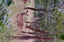Tiger Trails Amarabad Tiger Reserve Safari from Hyderabad