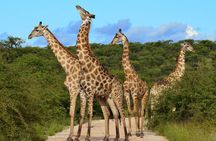 Maasai Mara Day Tour From Nairobi