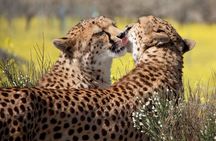 Maasai Mara Day Tour From Nairobi