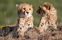 Maasai Mara Day Tour From Nairobi