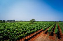 Wine tour with wine tasting in Salento
