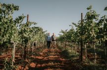 Wine tour with wine tasting in Salento