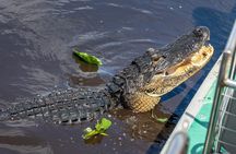 Everglades Adventure and Miami City Tour