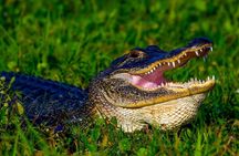 Everglades 60min Airboat Adventure | Small-Group+Pickup+Guide